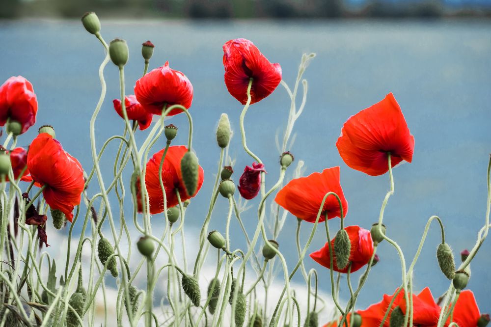 Змейки-Лесенки