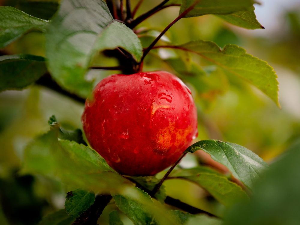 Photograph by Екатерина Слепнева