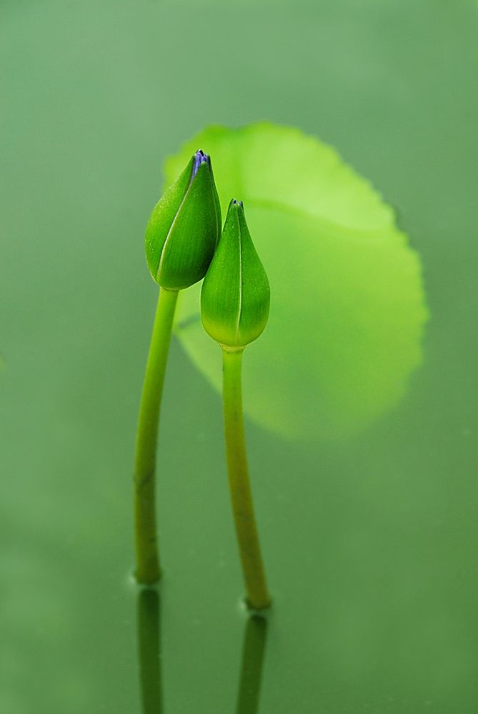 Photograph by nguyễn văn tuấn