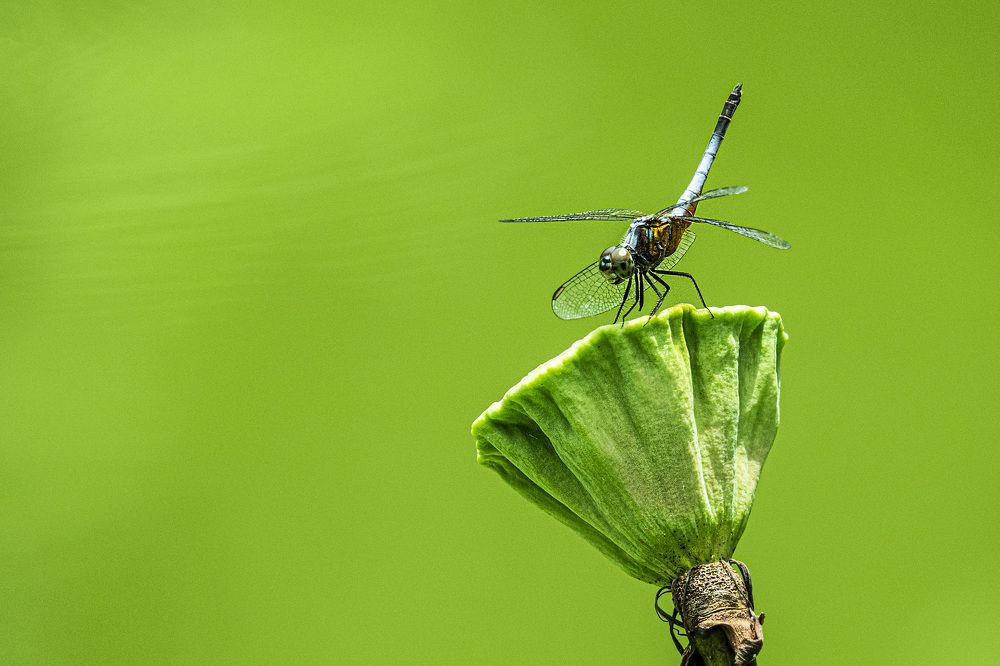 Photograph by nguyễn văn tuấn