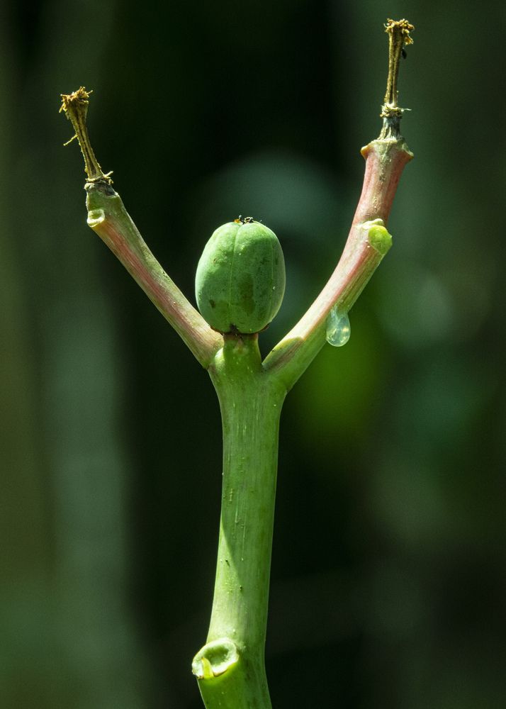 Photograph by nguyễn văn tuấn