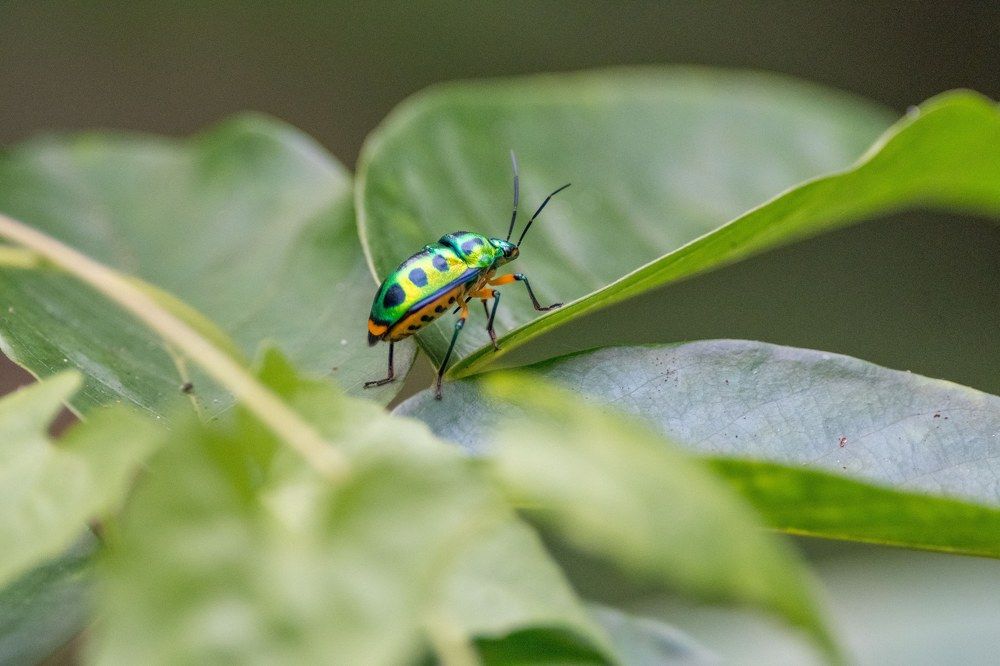 Photograph by Ranjith Kumar