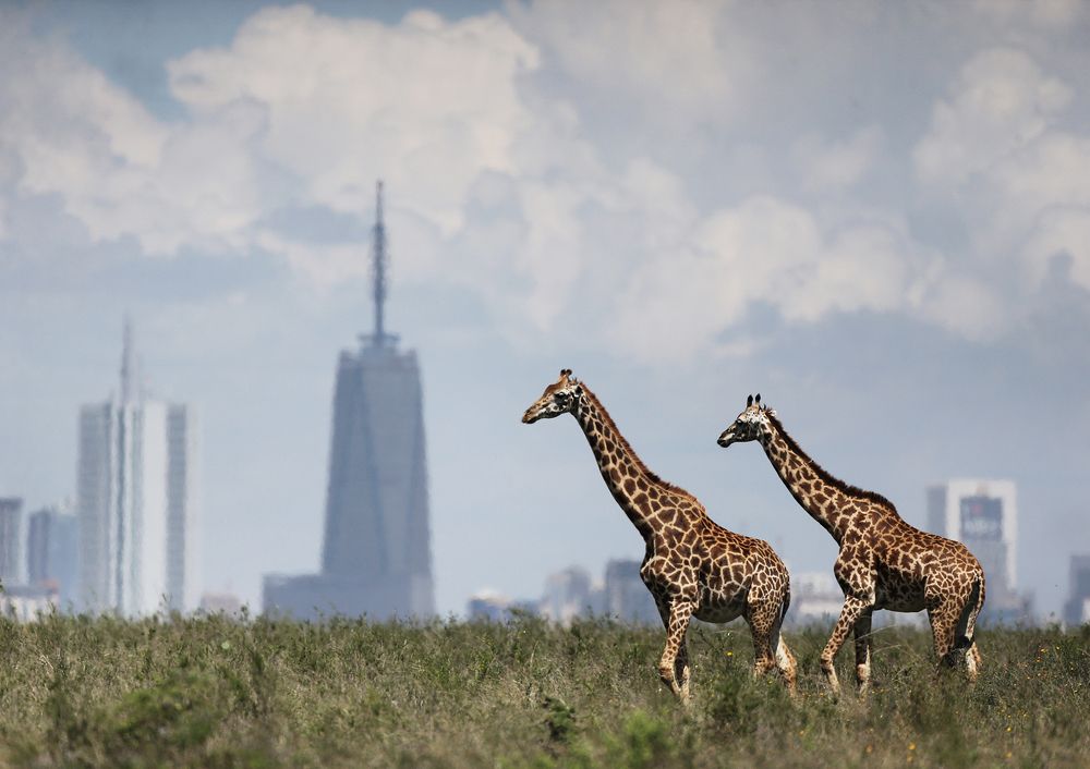 Photograph by Jonathan Kaelo