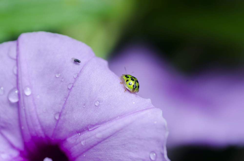 Photograph by Ranjith Kumar