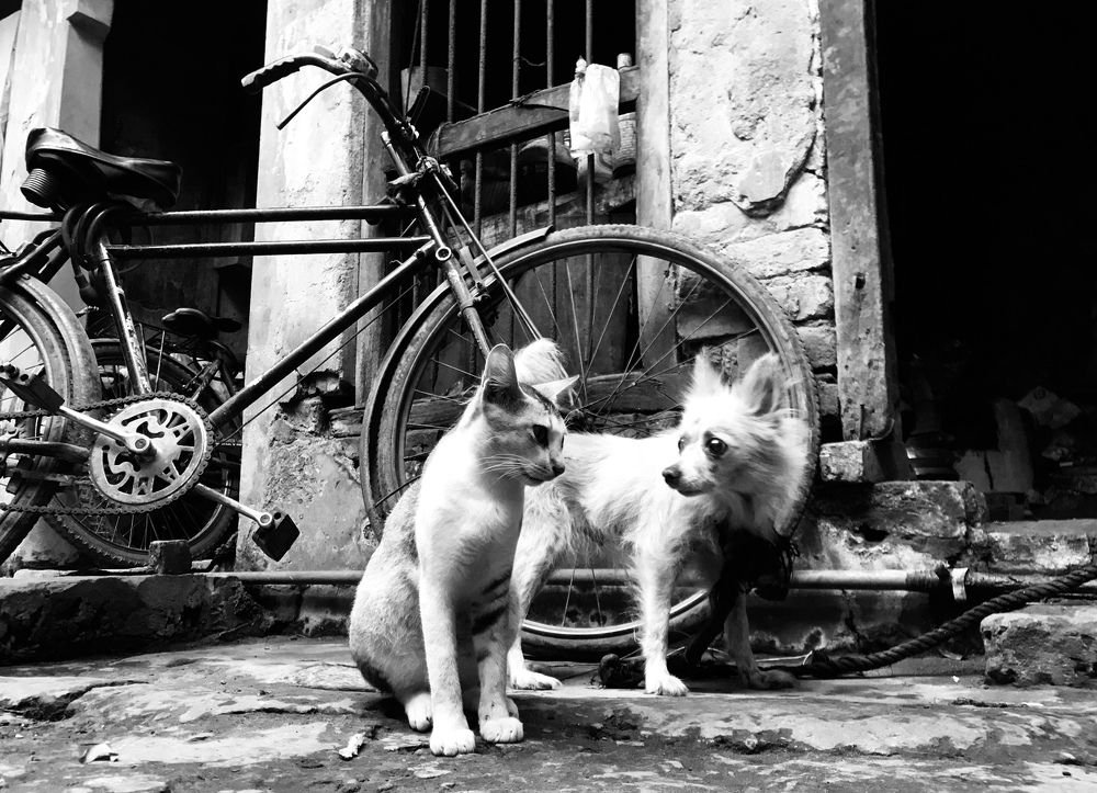 Фотография автора Galib Hasan