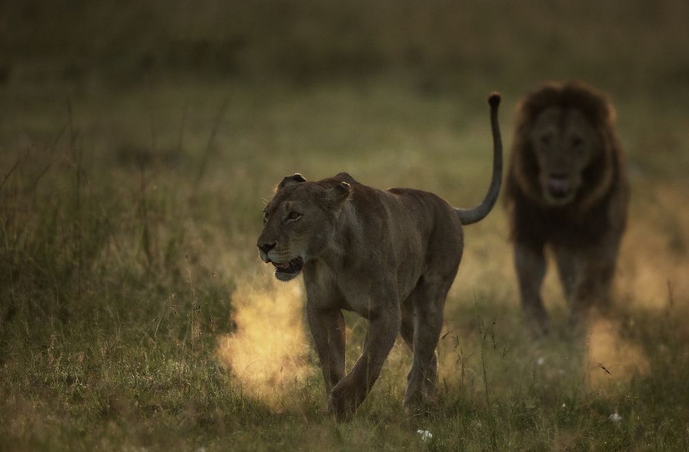 Photograph by Jonathan Kaelo