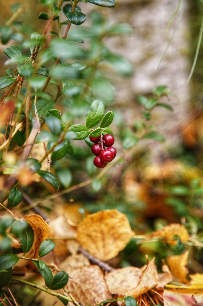 Photograph by Эльза Юнусова