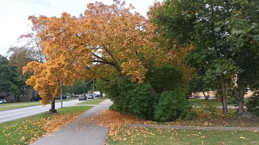 Осень в городе