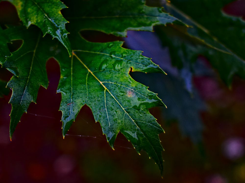 Photograph by Евгений Козлов