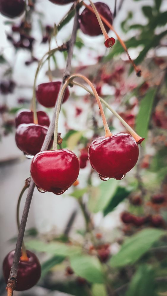 Photograph by Катерина Магало