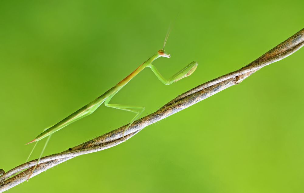 praying Mantis