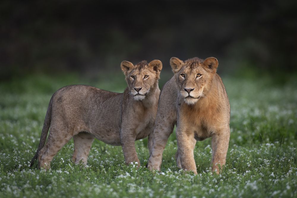 Photograph by Jonathan Kaelo