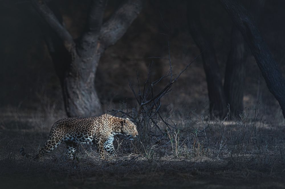 Фотография автора Sudipta Chakraborty