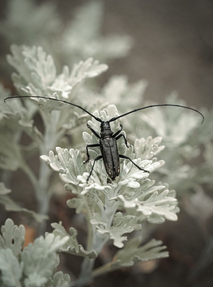 Photograph by Dydkovskiy