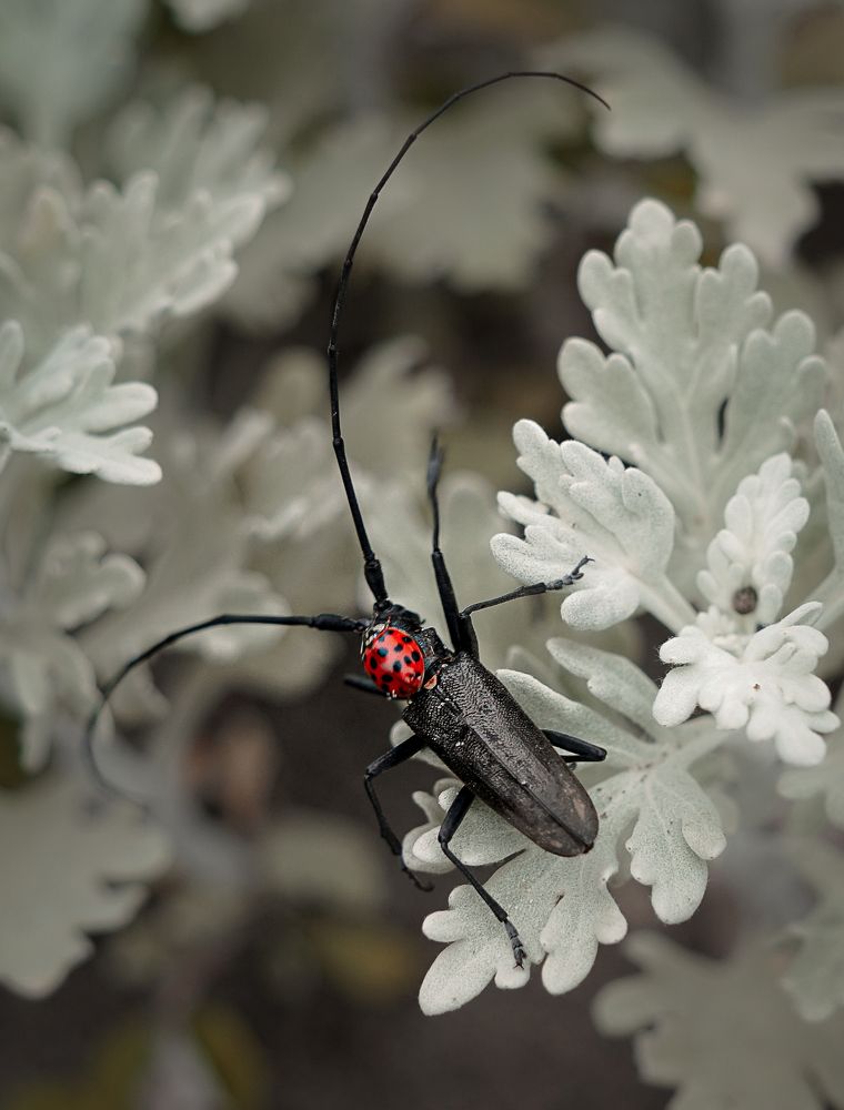 Photograph by Dydkovskiy