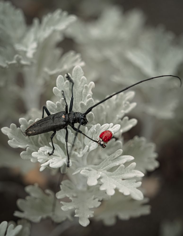 Photograph by Dydkovskiy