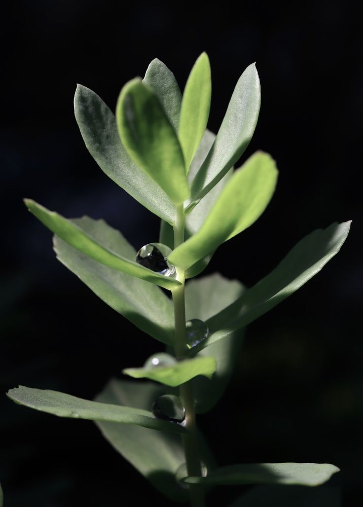 Photograph by Евгения Гудкова