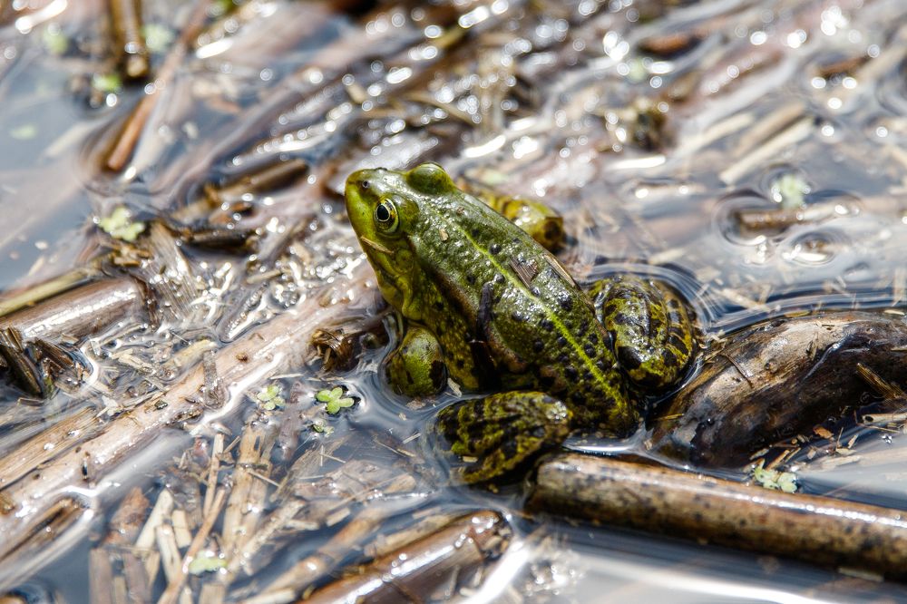 Фотография автора Гудкова Светлана