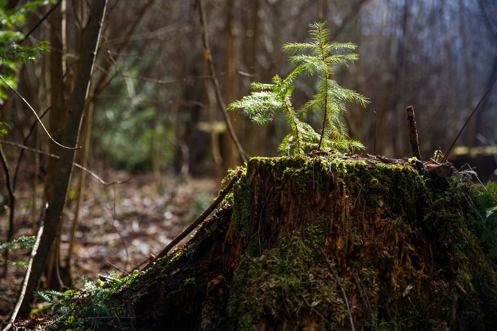 Фотография автора Гудкова Светлана