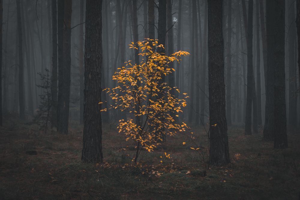 Photograph by Oleg Nesterov