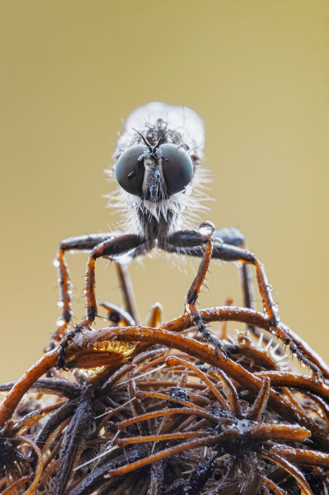 Photograph by Fabio Cartelli