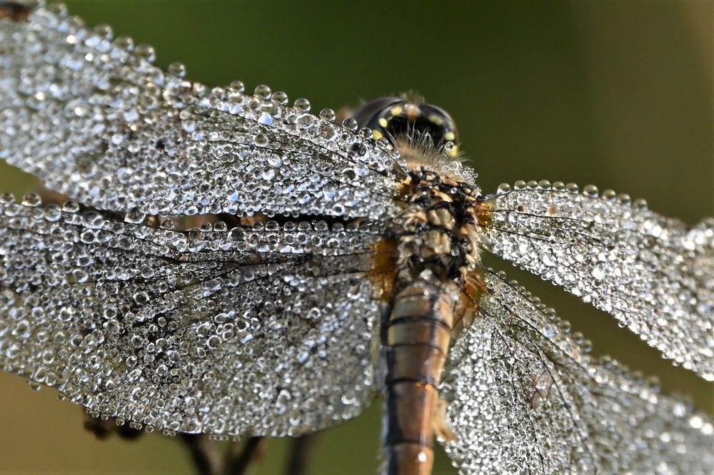 Фотография автора IRINA FILIPPOVA