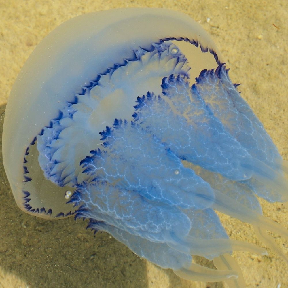 Фотография автора Алексей Батюков