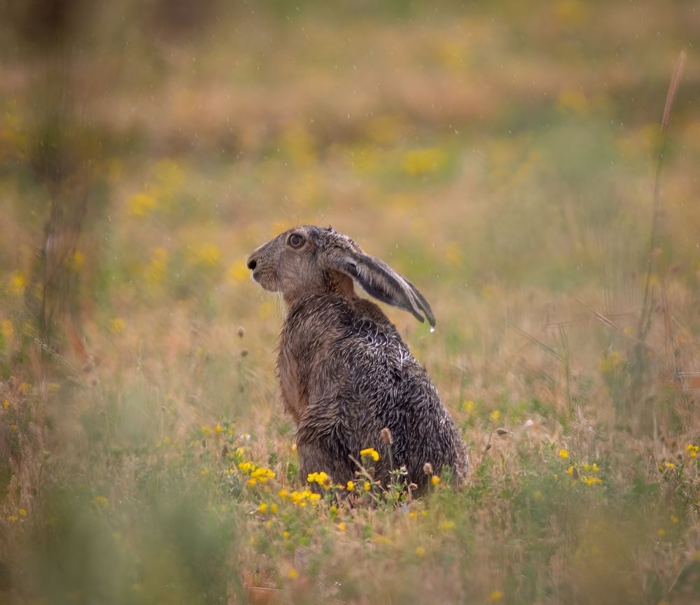 Rabbit enjoying a little rain