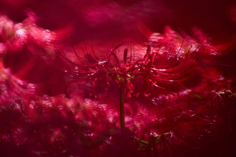 Фотография автора Sen Abhijit