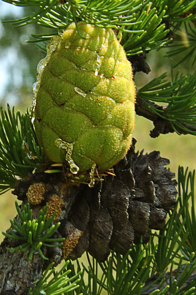 Photograph by Валерий Шорохов