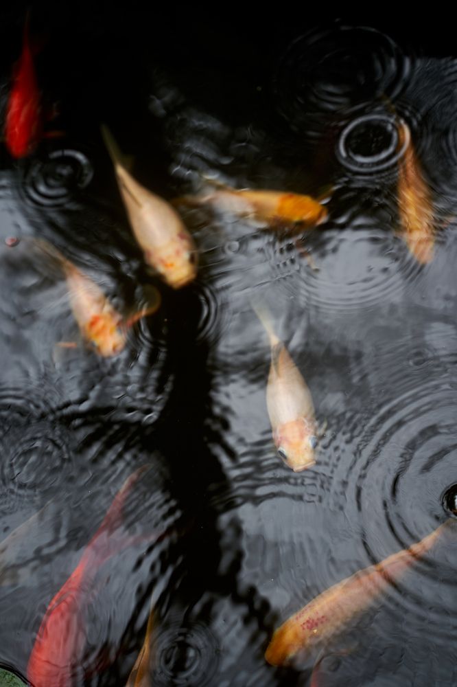 Photograph by Дарья