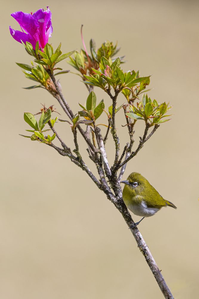 Photograph by Senadheera Danushka