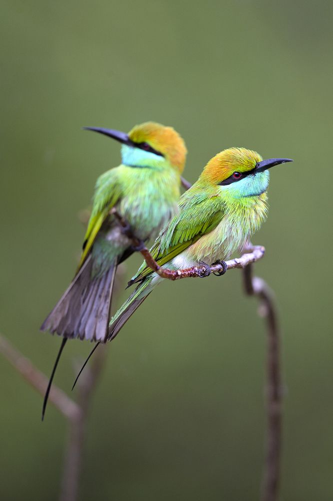 Photograph by Senadheera Danushka