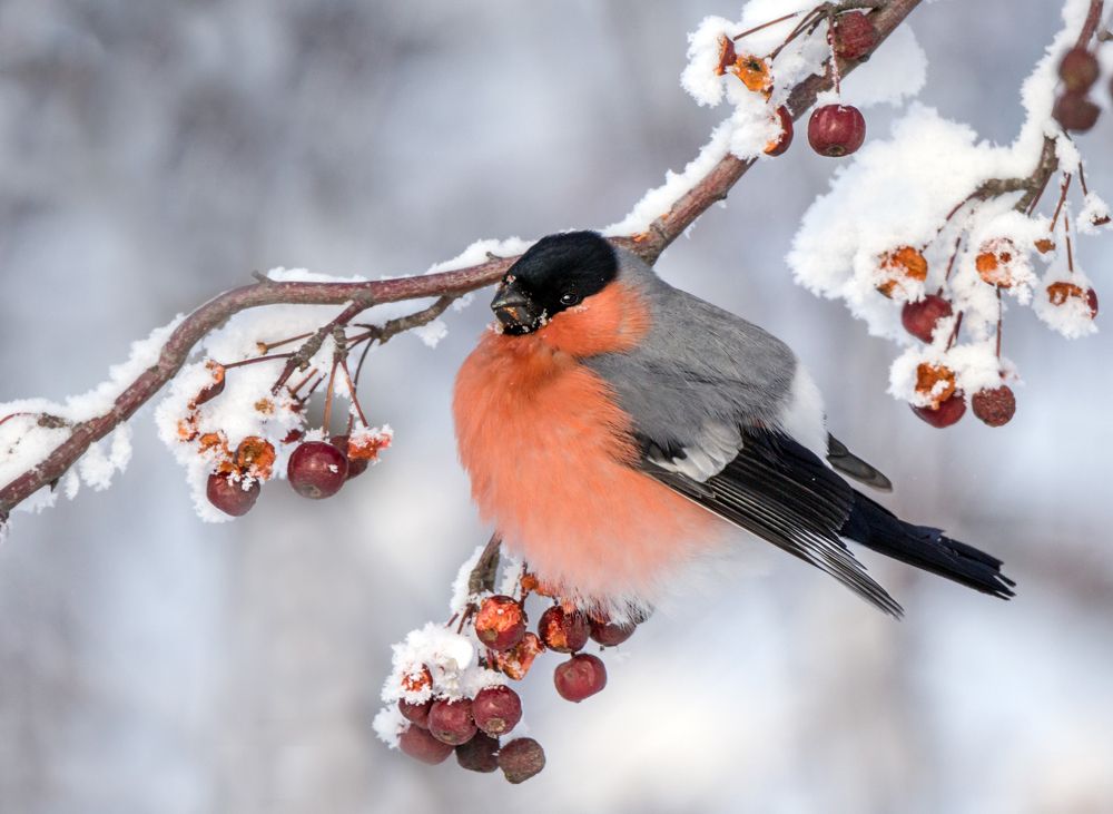 Снегирь и зимние яблочки