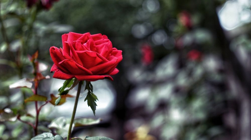 Photograph by Сергей Кравченко