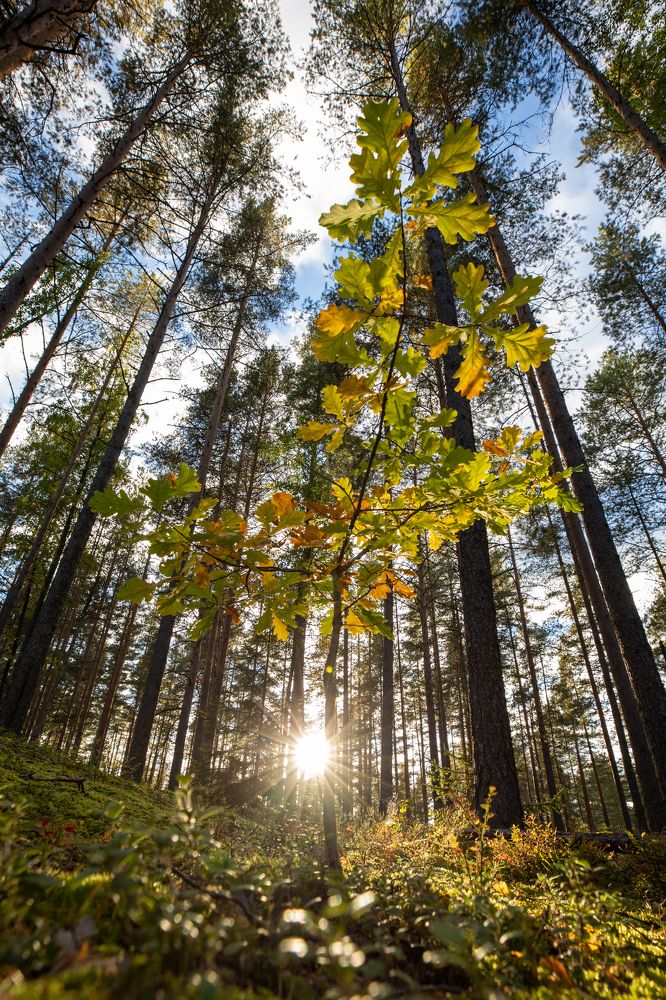 Photograph by Константин Шатилов