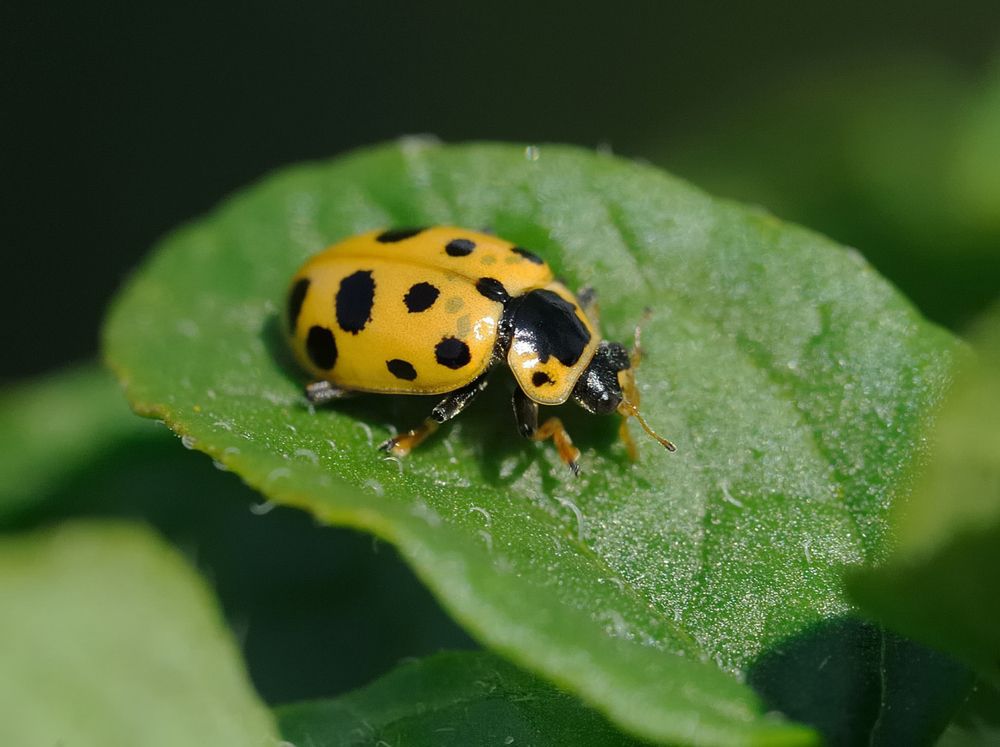 Божья коровка