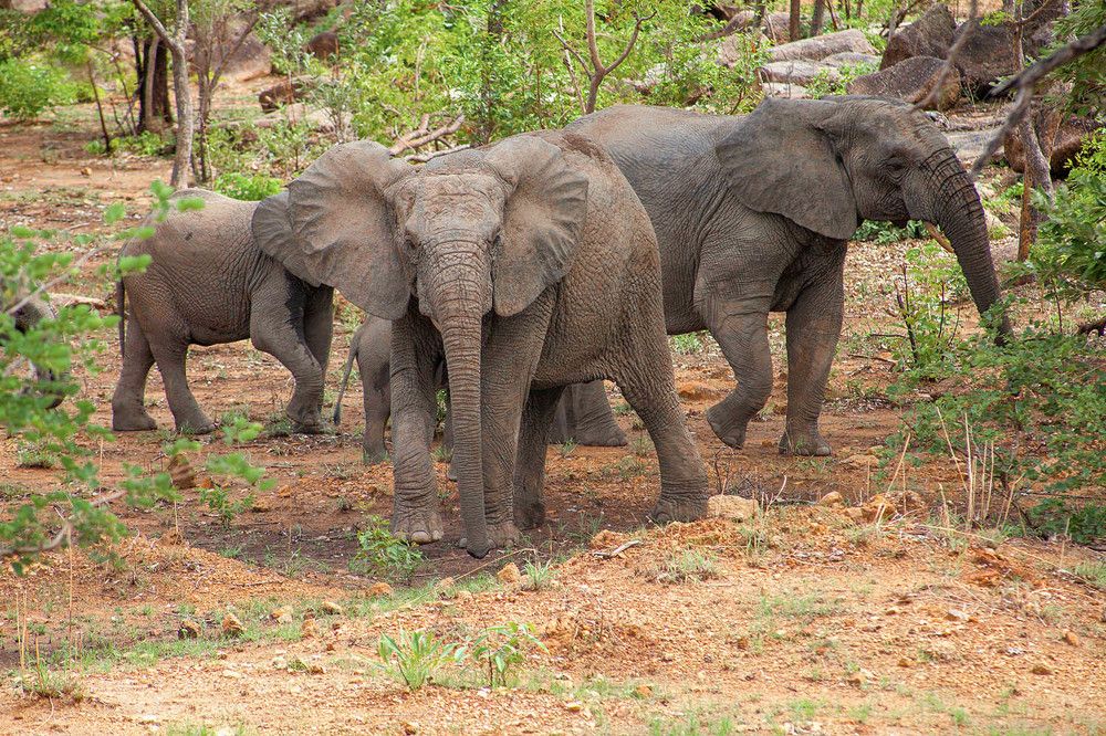 Photograph by SEDJRO KOFFITSE HONORE KINGSON