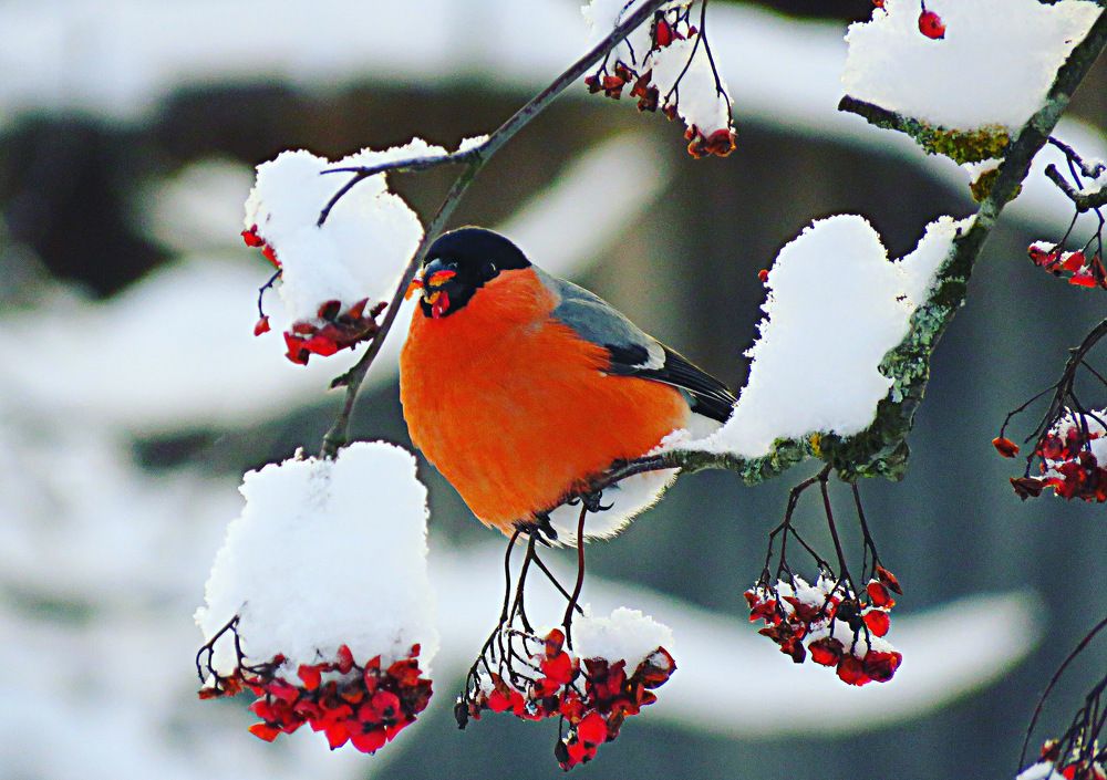 Photograph by Галина Пименова