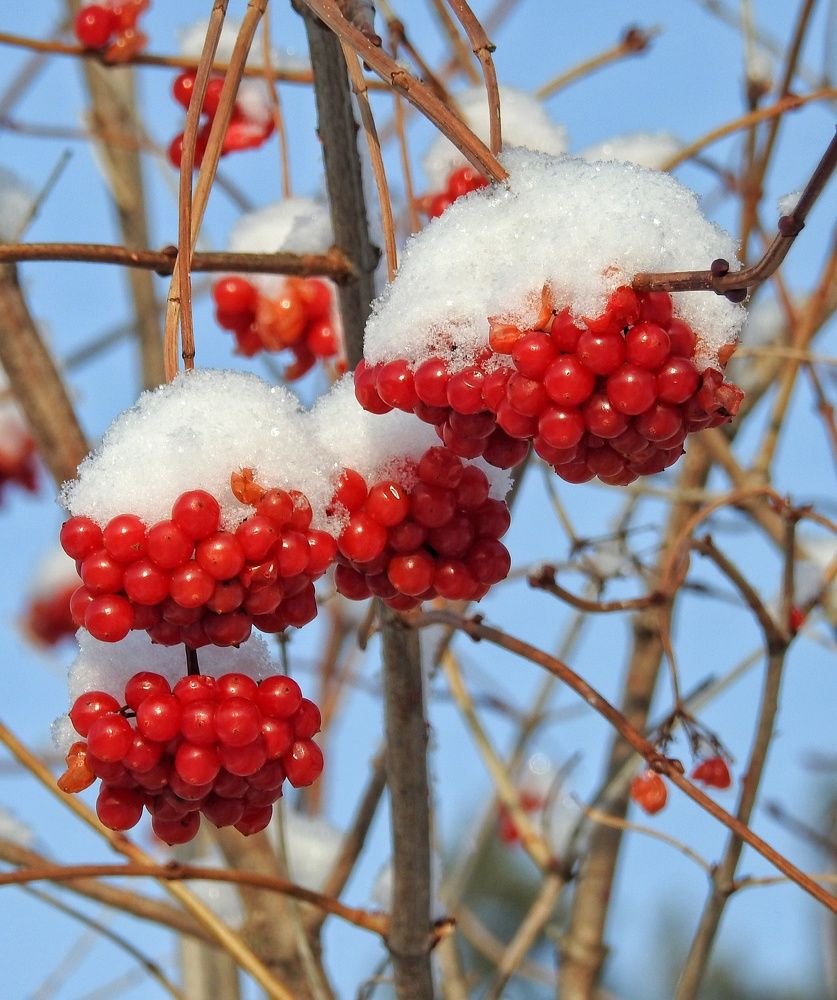 Photograph by Римма Большакова