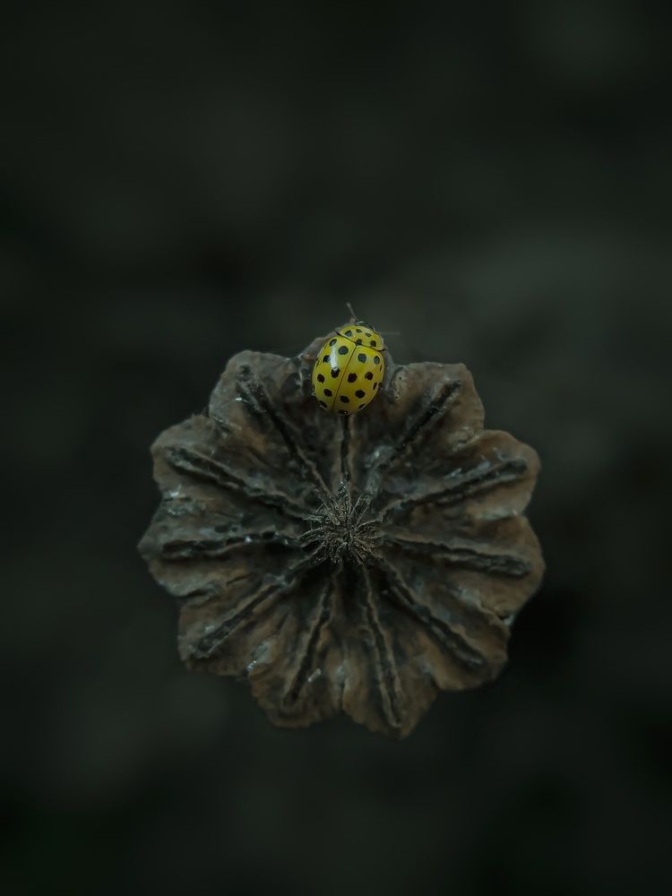 Фотография автора Наталья Алексеева