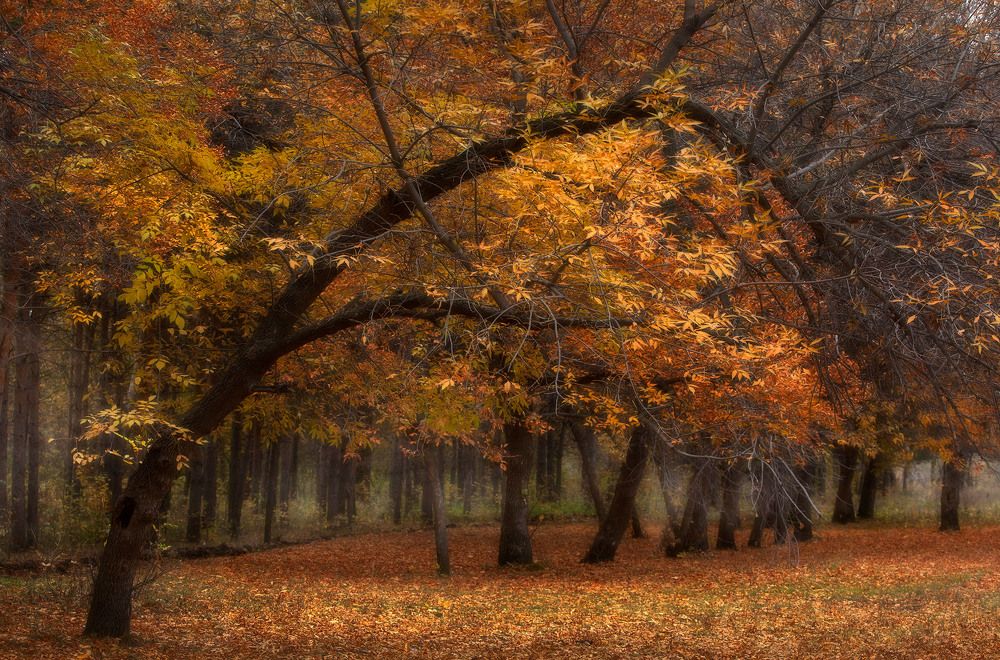 Photograph by Тамара Андреева