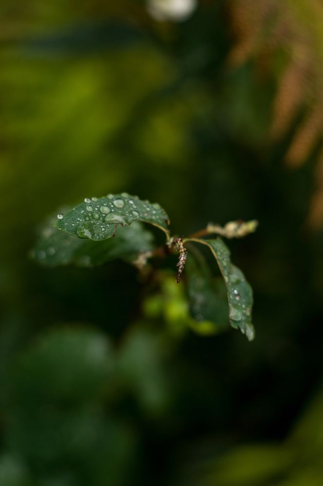 Фотография автора Мила Раткина