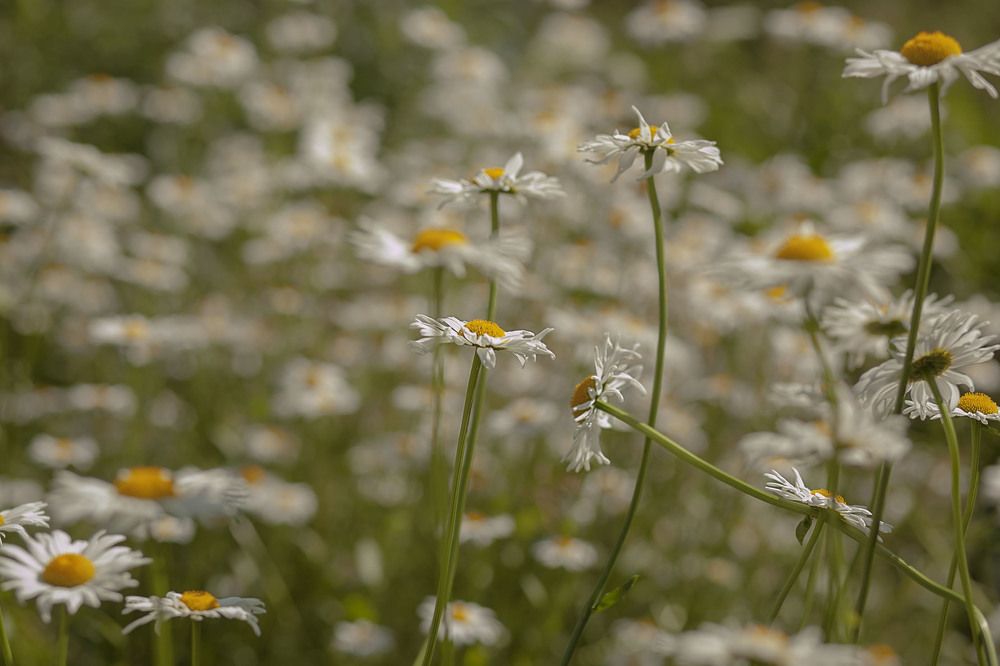 Фотография автора Alena Makushina