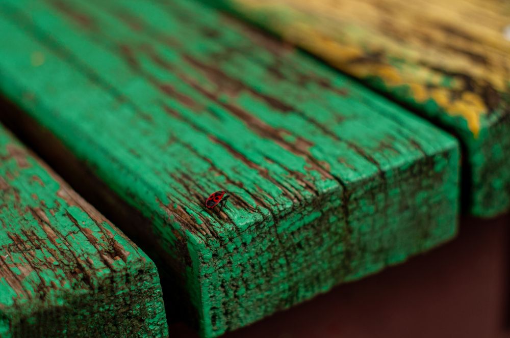 Фотография автора Мила Раткина