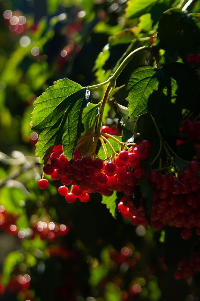 Фотография автора Мила Раткина