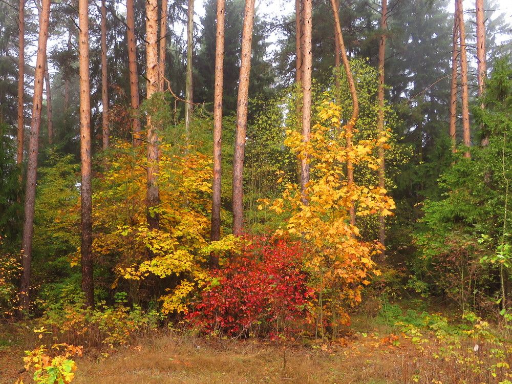 Разукрашенные осенью