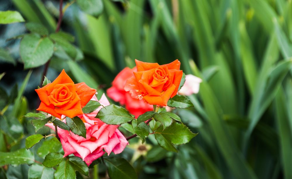 Photograph by Валерий Клейменов