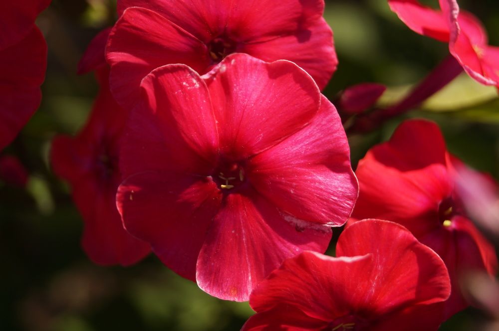 Photograph by Дарья Ринас