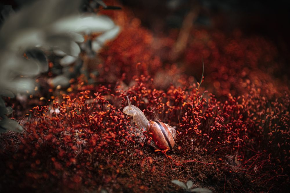 Photograph by Мария Купревич